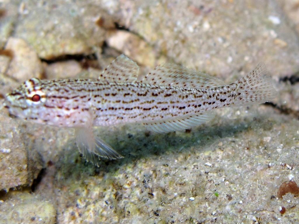 Gobius fallax (Sarato, 1889)